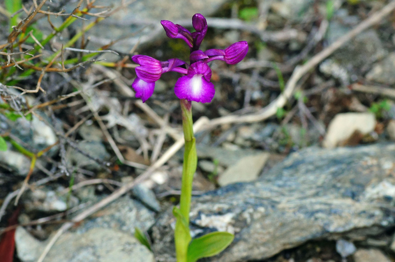 Orchidea da determninare